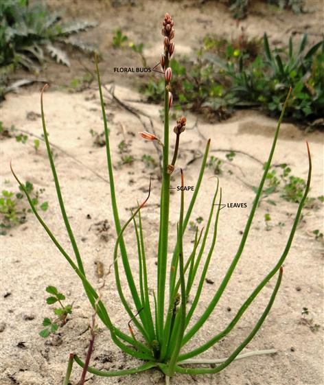 Asphodelus tenuifolius